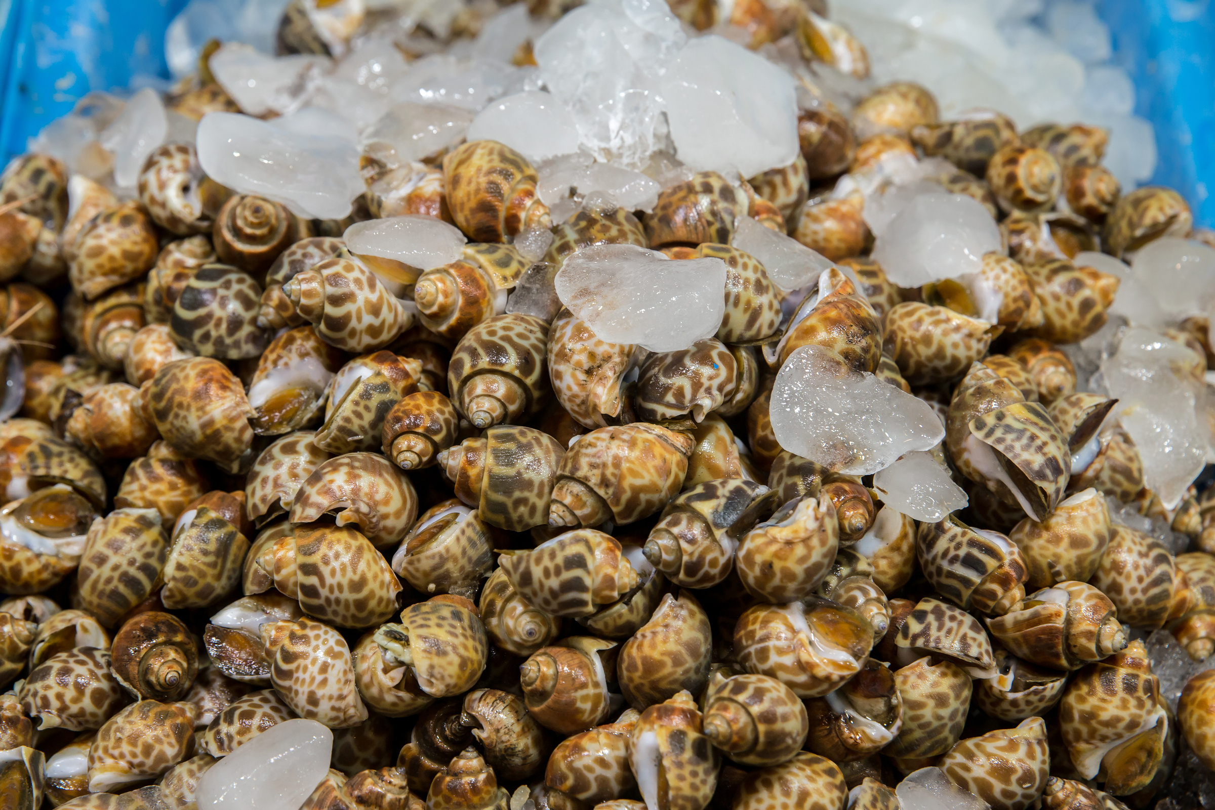 Areola babylon or spotted babylon in the seafood market. Fresh Spotted Babylon on a tray and container with ice on shell in market